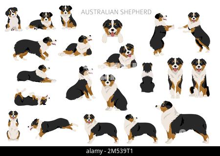 Australischer Schäferhund. Mantel Farben australisches Set. Infografik zu den Merkmalen aller Hunderassen. Vektordarstellung Stock Vektor