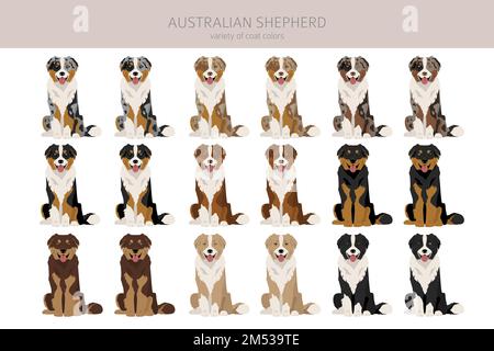 Australischer Schäferhund. Mantel Farben australisches Set. Infografik zu den Merkmalen aller Hunderassen. Vektordarstellung Stock Vektor