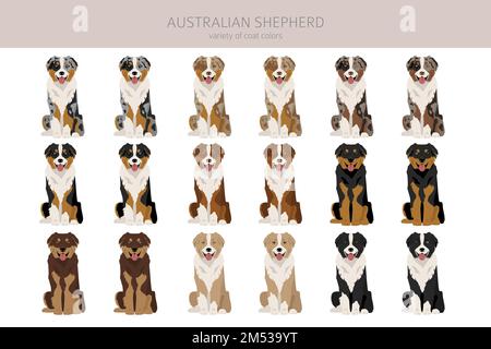 Australischer Schäferhund. Mantel Farben australisches Set. Infografik zu den Merkmalen aller Hunderassen. Vektordarstellung Stock Vektor