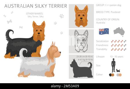 Australian Silky Terrier alle Farben Cliparts. Verschiedene Fellfarben und Posen eingestellt. Vektorgrafik Stock Vektor