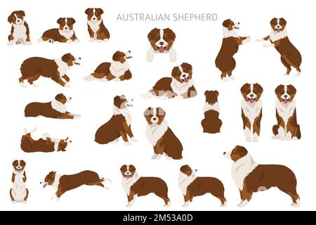 Australischer Schäferhund. Mantel Farben australisches Set. Infografik zu den Merkmalen aller Hunderassen. Vektordarstellung Stock Vektor