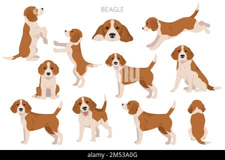 Beagle-Hund-Clipart. Alle Mantelfarben eingestellt. Andere Position. Infografik zu den Merkmalen aller Hunderassen. Vektordarstellung Stock Vektor