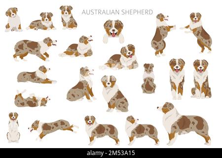 Australischer Schäferhund. Mantel Farben australisches Set. Infografik zu den Merkmalen aller Hunderassen. Vektordarstellung Stock Vektor