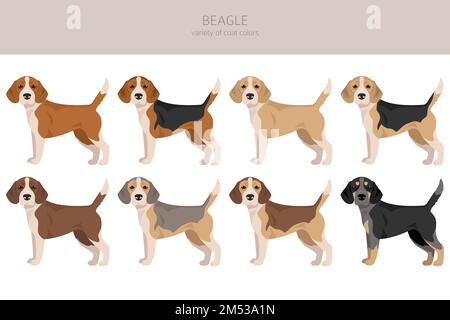 Beagle-Hund-Clipart. Alle Mantelfarben eingestellt. Andere Position. Infografik zu den Merkmalen aller Hunderassen. Vektordarstellung Stock Vektor