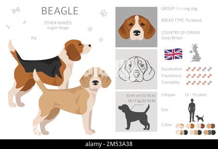 Beagle-Hund-Clipart. Alle Mantelfarben eingestellt. Andere Position. Infografik zu den Merkmalen aller Hunderassen. Vektordarstellung Stock Vektor