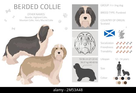 Collie-Hund mit Bart. Alle Mantelfarben eingestellt. Andere Position. Infografik zu den Merkmalen aller Hunderassen. Vektordarstellung Stock Vektor