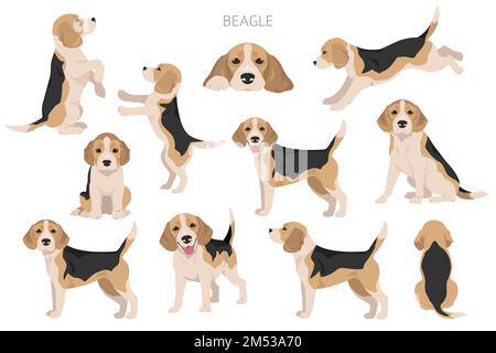 Beagle-Hund-Clipart. Alle Mantelfarben eingestellt. Andere Position. Infografik zu den Merkmalen aller Hunderassen. Vektordarstellung Stock Vektor