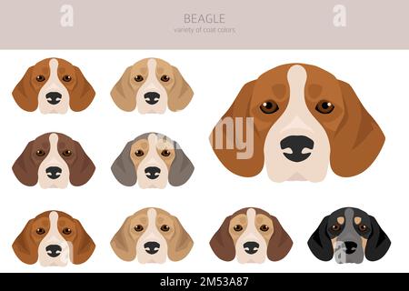 Beagle-Hund-Clipart. Alle Mantelfarben eingestellt. Andere Position. Infografik zu den Merkmalen aller Hunderassen. Vektordarstellung Stock Vektor