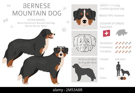 Berner Berghund-Clipart. Alle Mantelfarben eingestellt. Andere Position. Infografik zu den Merkmalen aller Hunderassen. Vektordarstellung Stock Vektor