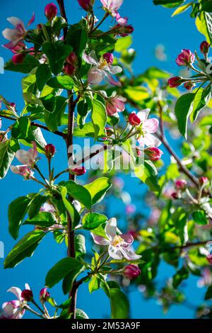 Ein vertikaler Schuss des wunderschön blühenden Apfelbaums mit pinkfarbenen Blumen in einem Garten unter dem blauen Himmel Stockfoto