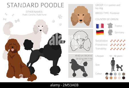 Standard Pudel Cliparts. Verschiedene Posen, Fellfarben eingestellt. Vektorgrafik Stock Vektor