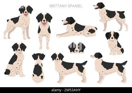 Brittany Spaneil Farbe Sorten Clipart. Verschiedene Posen eingestellt. Sammlung von Hund-Infografiken. Vektorgrafik Stock Vektor