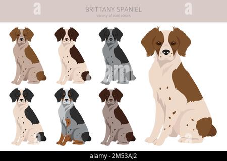 Brittany Spaneil Farbe Sorten Clipart. Verschiedene Posen eingestellt. Sammlung von Hund-Infografiken. Vektorgrafik Stock Vektor