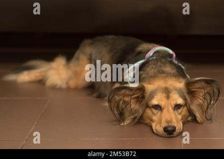 Der kranke, traurige Hund liegt auf dem Bauch und der Kopf liegt flach auf dem Boden. Kranker mittelgroßer deutscher Schäferhund-Mix. Mehrfarbiges Tier schwach mit Zecken-übertragene Krankheit. Stockfoto