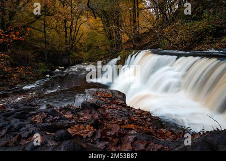 Four Waterfalls Walk, Waterfall Country, Brecon Beacons National Park, South Wales, Vereinigtes Königreich. Langer Expositionsstrom im Herbstwald. Stockfoto