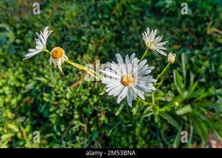 MARGUERITE ODER BELLIS PERENNIS ODER WILDE GÄNSEBLÜMCHEN, DIE AUF DER WIESE WACHSEN, WEISSE KAMILLEN AUF GRÜNEM GRAS. OXEYE DAISY, LEUCANTHEMUM VULGARE, Stockfoto