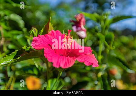 HIBISKUSBLÜTE AUF GRÜNEM HINTERGRUND. IM TROPISCHEN GARTEN, DA LAT, VIETNAM Stockfoto