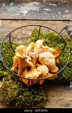 Cantharellus cibarius, allgemein bekannt als Pfifferlinge. Stockfoto