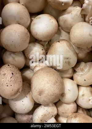 Nahaufnahme frischer Kastanienpilze Stockfoto