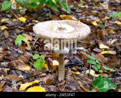 Fotografie zum Thema große schöne giftige Pilze im Wald auf Blätter Hintergrund, Foto bestehend aus natürlichen giftigen Pilz zu Wald outdo Stockfoto