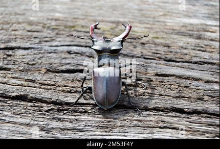 Hirschkäfer mit langen und scharfen Kieferknochen im wilden Wald sitzend auf dem Stamm einer Eiche, Hirschkäfer bestehen aus großen Hörnern, schönen starken Beinen, Stockfoto