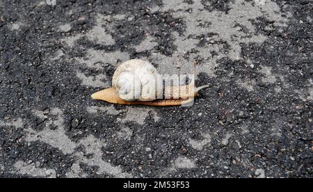 Große Gartenschnecke in Muschel kriechen auf nasser Straße Eile nach Hause, Schnecke Helix bestehen aus essbaren leckeren Lebensmitteln gewickelt Schale, um Körper, natürliche Tierschnecke zu schützen Stockfoto