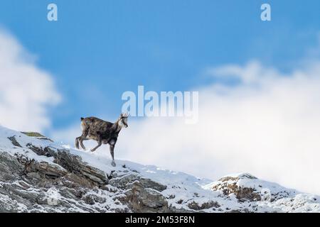 Auf Bergkamm, alpine Chamois mit Wolken im Hintergrund (Rupicapra rupicapra) Stockfoto