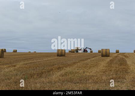 Der Traktor sammelt trockenes Gras in Strohballen auf dem Sommerweizenfeld in der Normandie, Frankreich Stockfoto