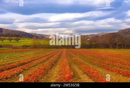Landwirtschaftliche Felder im Herbst und dramatischer blauer Himmel, in Steiermark, Österreich Stockfoto