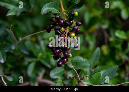 Nahaufnahme der schwarzen Beeren auf den Brunches eines Busches wilder Ente (Ligustrum vulgare), der im Garten wächst Stockfoto
