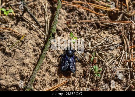 Nahaufnahme Xylocopa violacea, die violette Zimmermannsbiene mit schwarzem Körper und lila Flügeln auf einem sandigen Boden im Wald Stockfoto