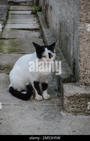 Eine schwarz-weiße Katze sitzt neben einer Betonwand. Stockfoto