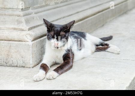 Eine schwarz-weiße Katze liegt neben einer Betonwand. Stockfoto