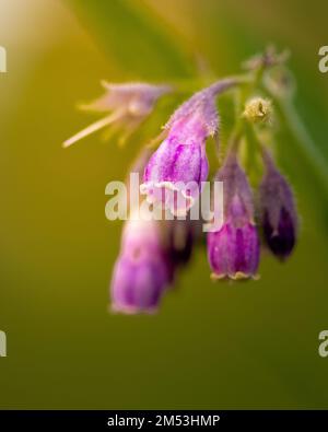 Ein Makroselektiver Fokus der zarten violetten Blüten von Symphytum officinale, Common comfrey Stockfoto