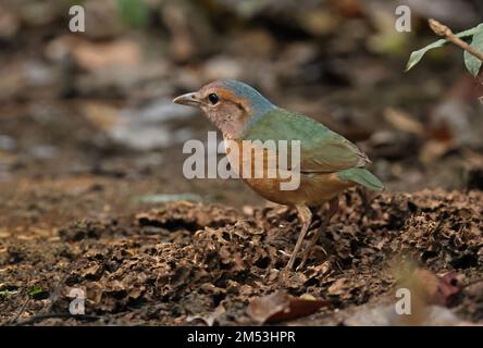 Pitta mit blauem Rumpf (Hydrornis Soror), Erwachsener, der auf dem Waldboden steht, Cat Tien, Vietnam Dezember Stockfoto