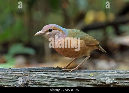 Pitta mit blauem Rumpf (Hydrornis-Soror), Erwachsener, der auf gefallenem Baumstamm, Cat Tien, Vietnam, steht Dezember Stockfoto