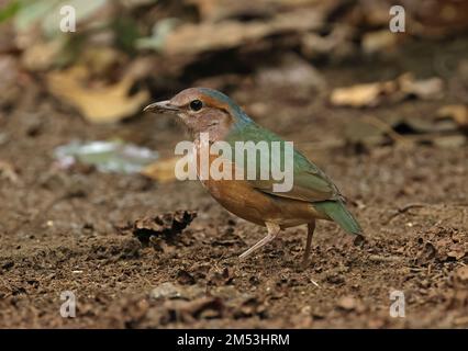 Pitta mit blauem Rumpf (Hydrornis Soror), Erwachsener, der auf dem Waldboden steht, Cat Tien, Vietnam Dezember Stockfoto