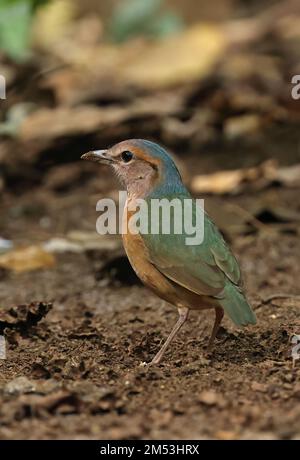 Pitta mit blauem Rumpf (Hydrornis Soror), Erwachsener, der auf dem Waldboden steht, Cat Tien, Vietnam Dezember Stockfoto