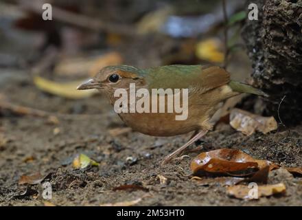 Pitta mit blauem Rumpf (Hydrornis Soror), Erwachsener, der auf dem Waldboden steht, Cat Tien, Vietnam Dezember Stockfoto