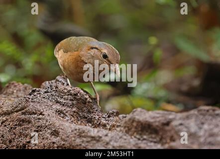 Pitta (Hydrornis-Soror), Erwachsener, der auf der Felskatze Tien, Vietnam, steht Dezember Stockfoto