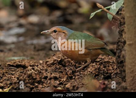 Pitta mit blauem Rumpf (Hydrornis Soror), Erwachsener, der auf dem Waldboden steht, Cat Tien, Vietnam Dezember Stockfoto