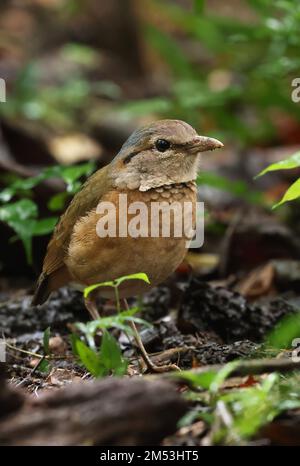 Pitta mit blauem Rumpf (Hydrornis Soror), Erwachsener, der auf dem Waldboden steht, Cat Tien, Vietnam Dezember Stockfoto
