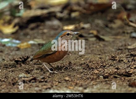 Pitta mit blauem Rumpf (Hydrornis Soror), Erwachsener, der auf dem Waldboden steht, Cat Tien, Vietnam Dezember Stockfoto