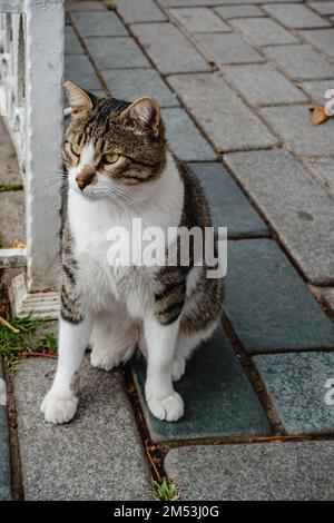 Die Katze sitzt auf einer Betonfliese neben dem Zaun. Stockfoto