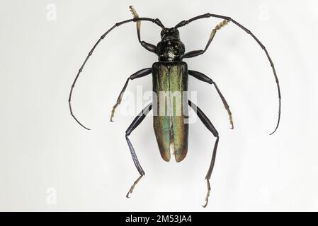 Moschuskäfer (Aromia moschata) ist eine eurasische Art des Longhornkäfers, die zur Unterfamilie Cerambycinae gehört Stockfoto