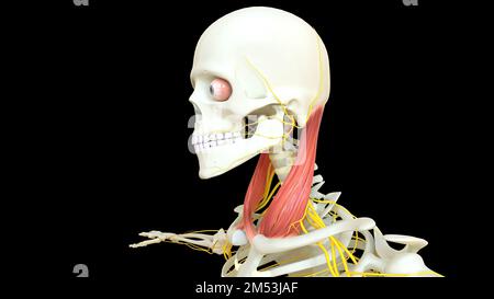 Die Anatomie des M. sternocleidomastoideus für die medizinische Konzept-3D-Illustration Stockfoto