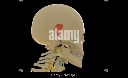 Superior Aurikuläre Muskelanatomie zur medizinischen Konzept-3D-Illustration Stockfoto