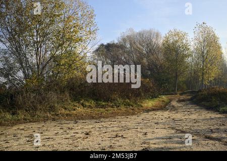 Ein schmaler Pfad in einem Birkenhain in Auitumn Stockfoto