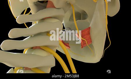 Hyoglossus-Muskelanatomie für die medizinische Konzept-3D-Illustration Stockfoto