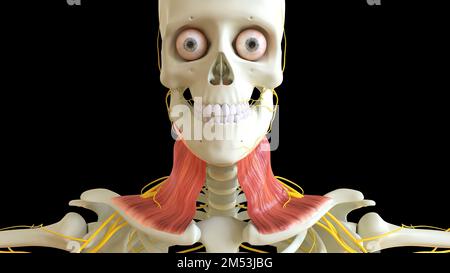 Platysma-Muskel-Anatomie für die medizinische Konzept-3D-Illustration Stockfoto
